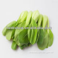 Hybrid Chinese Pakchoi Seeds for planting